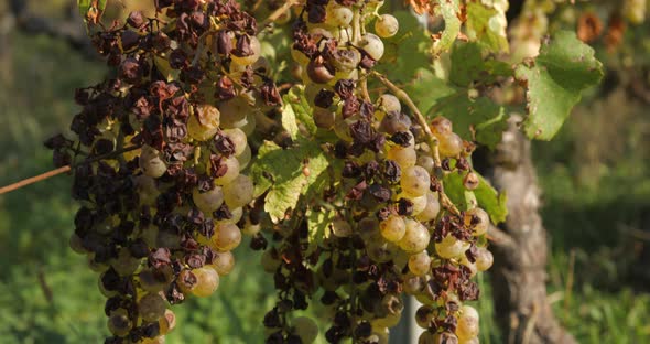 Vineyard grape with noble  rot close-up, slowmotion handheld 4K