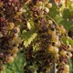 Vineyard grape with noble  rot close-up, slowmotion handheld 4K 