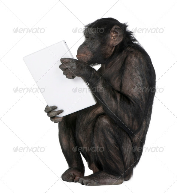 Monkey playing with a laptop - Stock Photo - Images