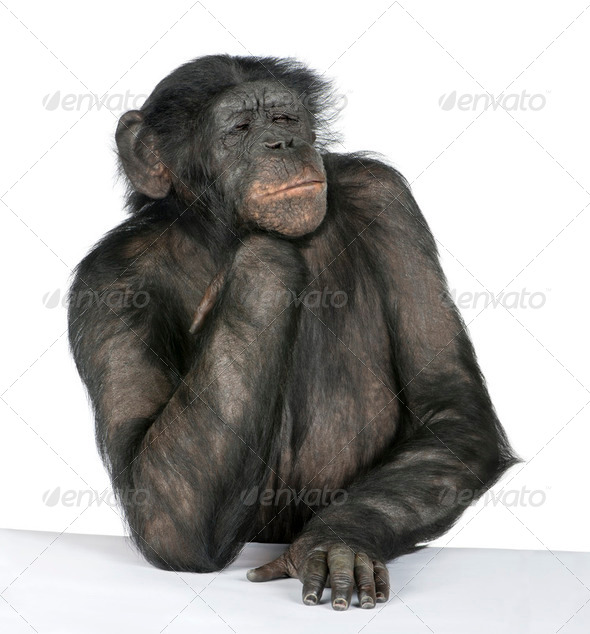 Monkey at a table - Stock Photo - Images