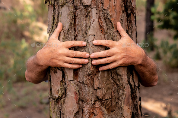 Human hands hugging a tree in the woods - love for outdoors and nature - earth\'s day concept