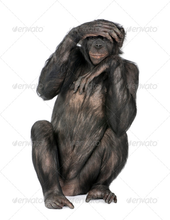 Portrait of chimpanzee with hand on head sitting in front of whi - Stock Photo - Images