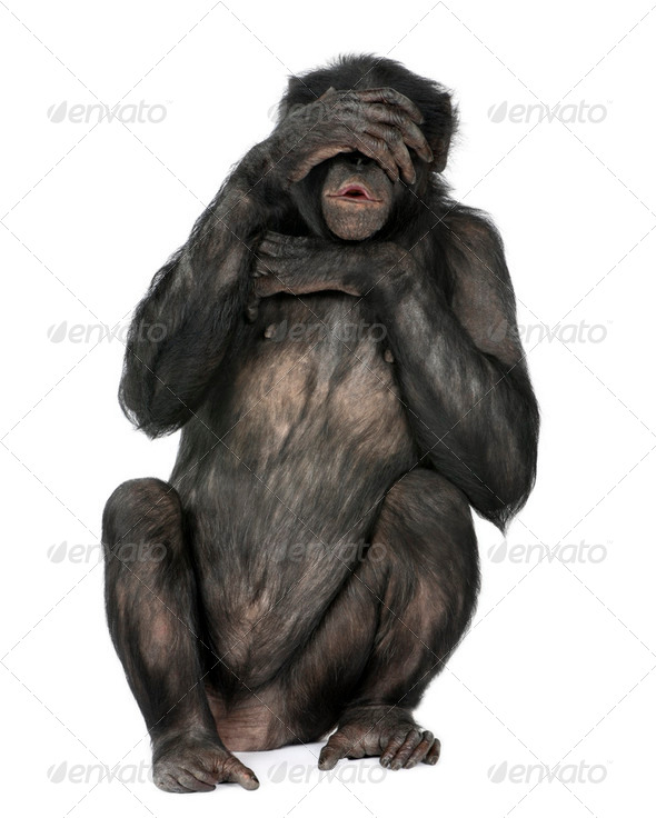 see no evil monkey - Stock Photo - Images