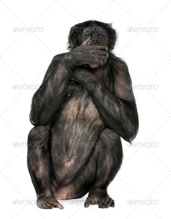 speak no evil monkey - Stock Photo - Images