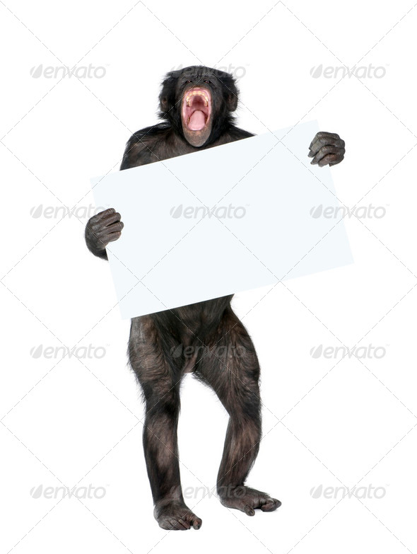 Mixed breed between Chimpanzee and Bonobo holding blank posterboard, 20 years old, studio shot - Stock Photo - Images