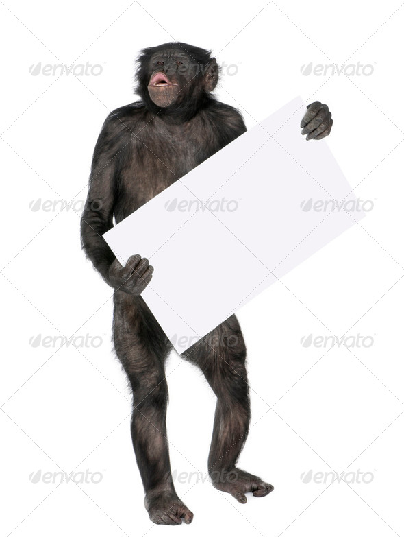protesting monkey - Stock Photo - Images