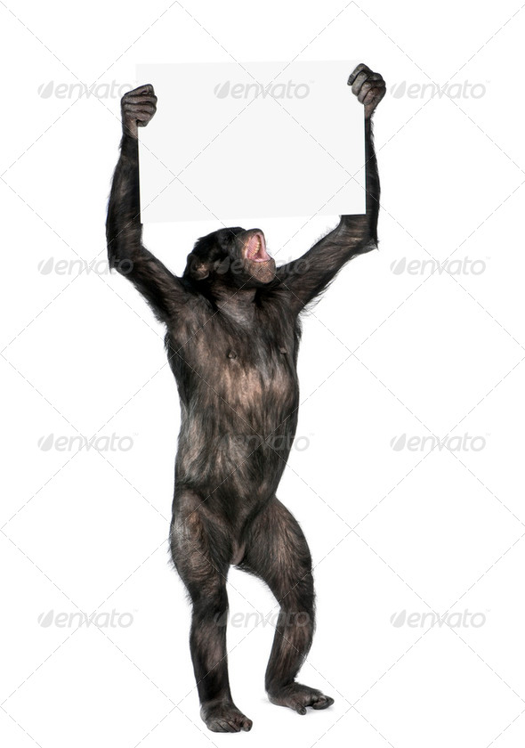protesting monkey
