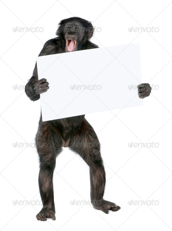 protesting monkey - Stock Photo - Images