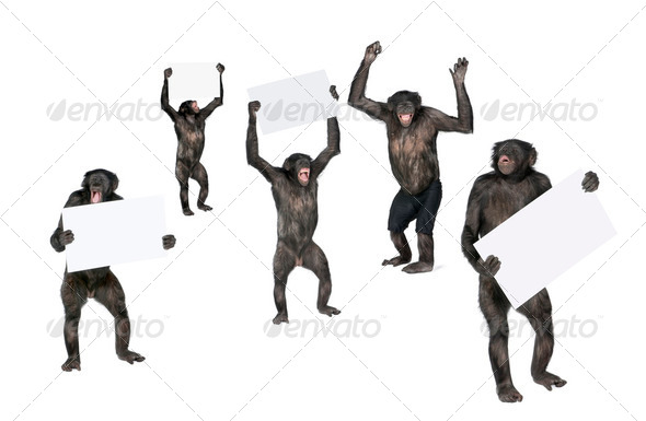 protesting monkey - Stock Photo - Images