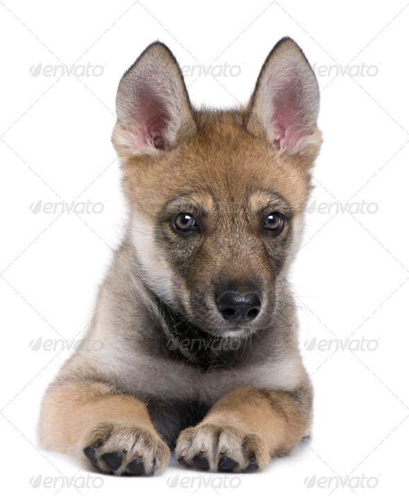 Young European wolf - Canis lupus lupus - Stock Photo - Images