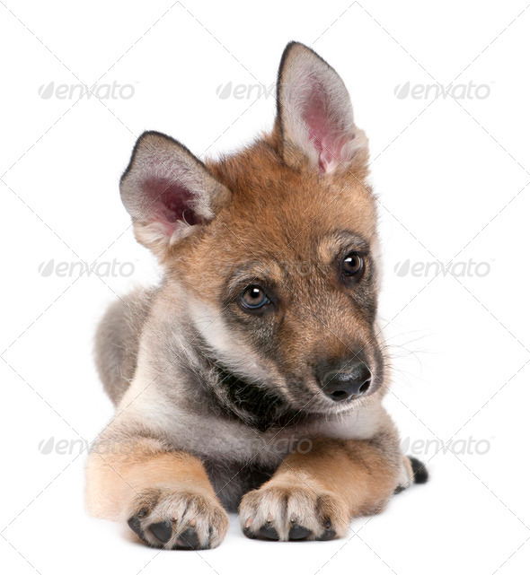 Young European wolf - Canis lupus lupus - Stock Photo - Images
