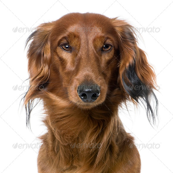 close-up on a dog's head, Dachshund, front view - Stock Photo - Images