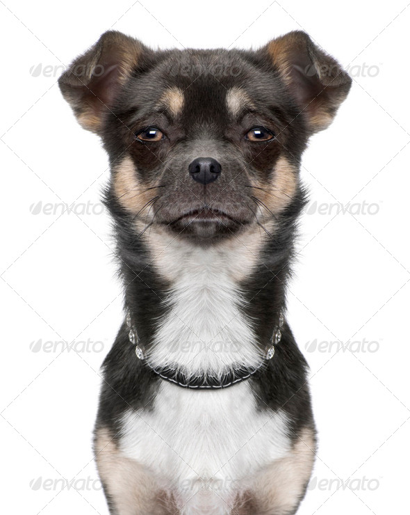 close-up on a chihuahua's head (Digital enhancement) - Stock Photo - Images