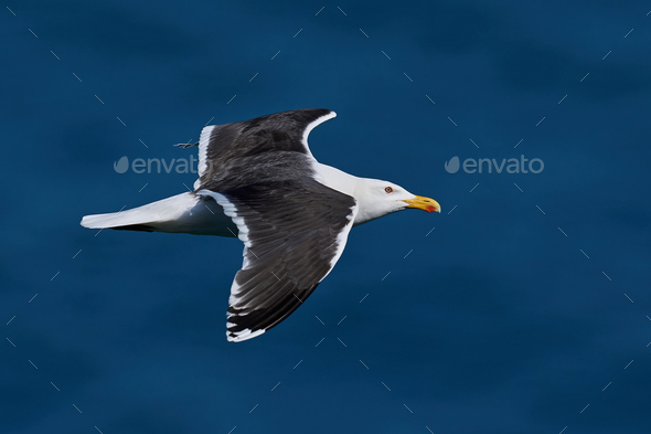 Great black-backed gull (Larus marinus) - Stock Photo - Images