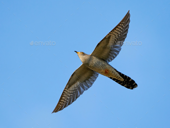 Common cuckoo (Cuculus canorus) - Stock Photo - Images