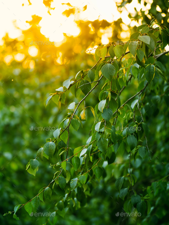 Birch Branches - Natural