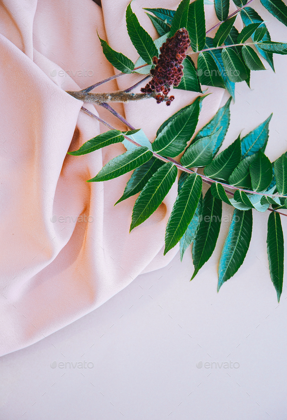 Green branch on pink silk fabric - Stock Photo - Images