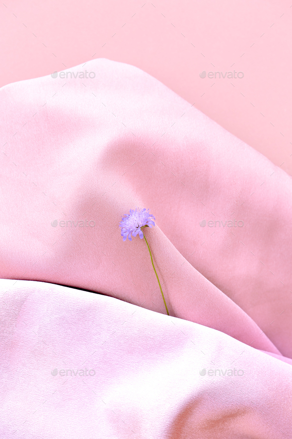 Cornflower on pink fabric - Stock Photo - Images