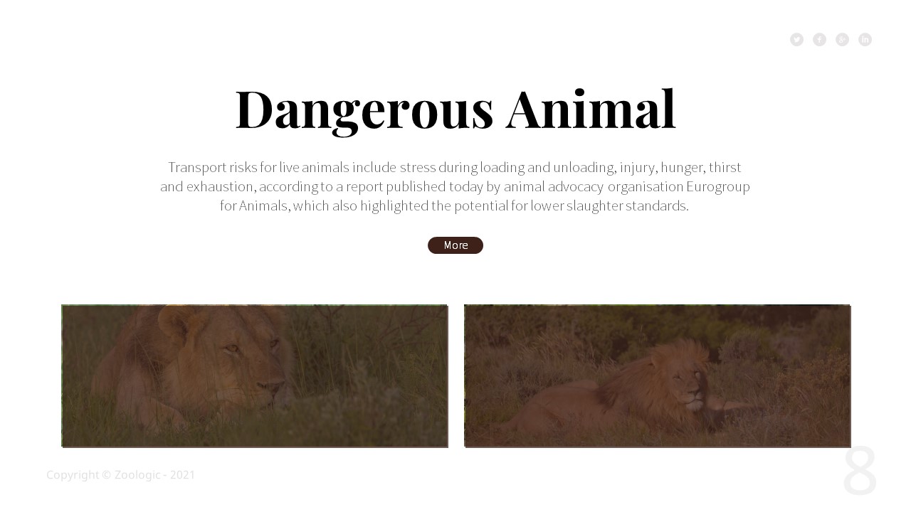 Zoologic Animal Presentation Template, Presentation Templates ...