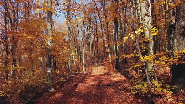 Flight Through Autumn Forest