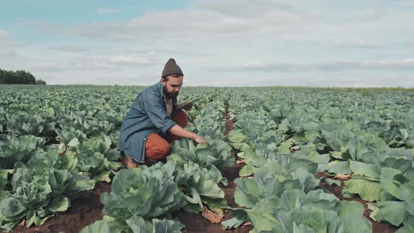 Man Checking Cabbage On Field alt