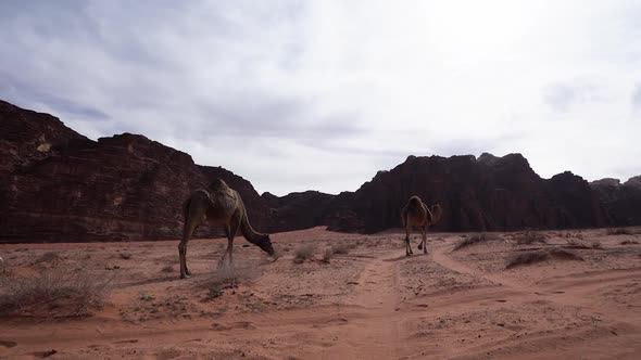 Two Camels Walking In The Desert Of Wadi Rum And Eating Sand Grass alt