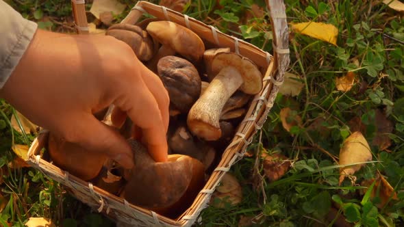 Hand Puts a Mushroom Into a Basket Full of Freshly Picked Mushrooms alt