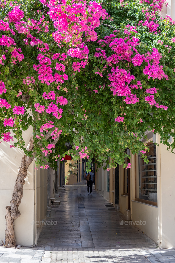 Bougainvillea blooming magenta color flowers, Nafplio Old town, Greece,  Stock Photo by rawf8