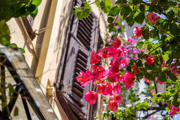 Bougainvillea fuchsia color flowers, blur building background. Nafplio Old  town, Greece, Stock Photo by rawf8