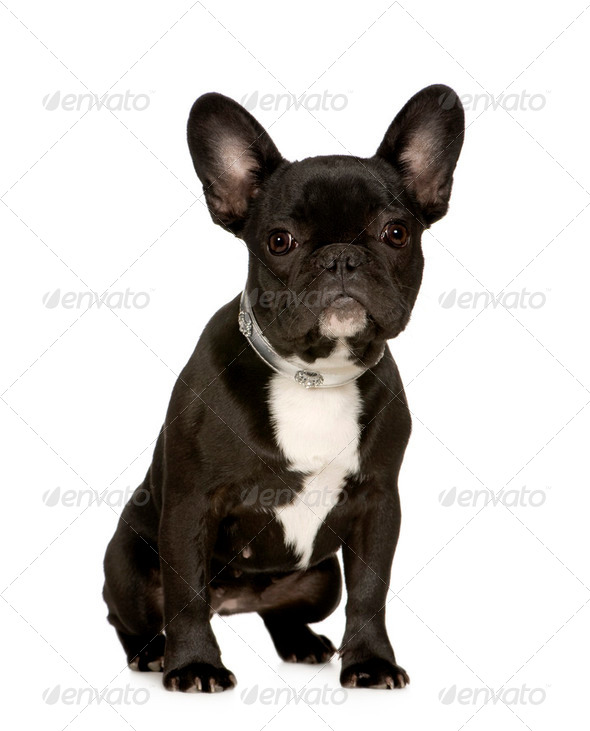 French bulldog sales 6 months