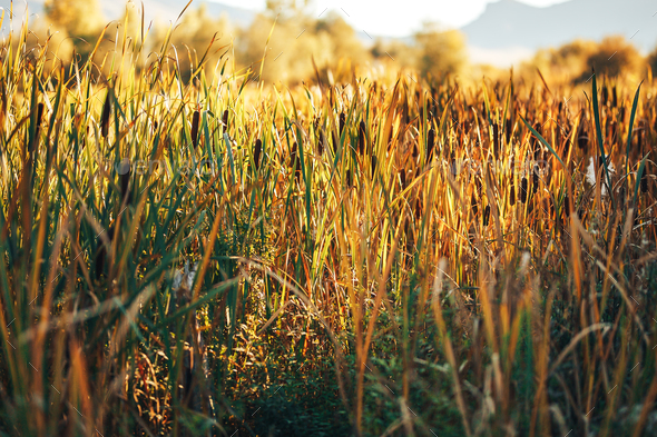 Reed Thickets On The River, Reed Flowering, Beautiful Background Of 