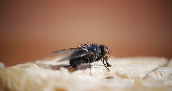 Fly standing on a Piece of Cheese, Normandy, Real Time 4K
