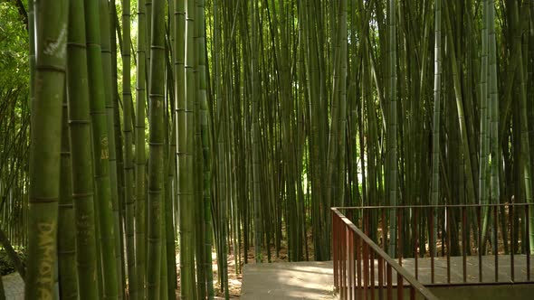 Bamboo Forest in Botanical Garden of the University of Coimbra alt