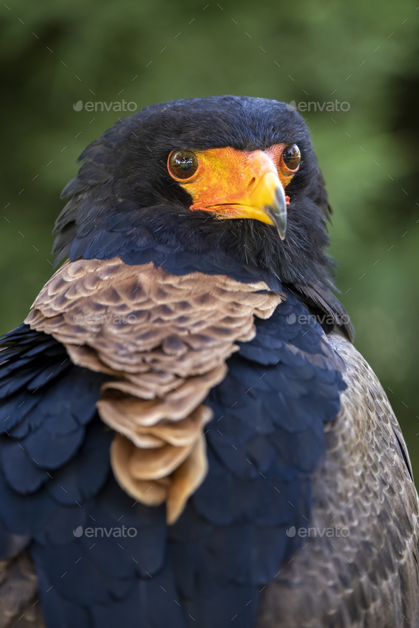 Bateleur (Terathopius ecaudatus) bird close up - Stock Photo - Images