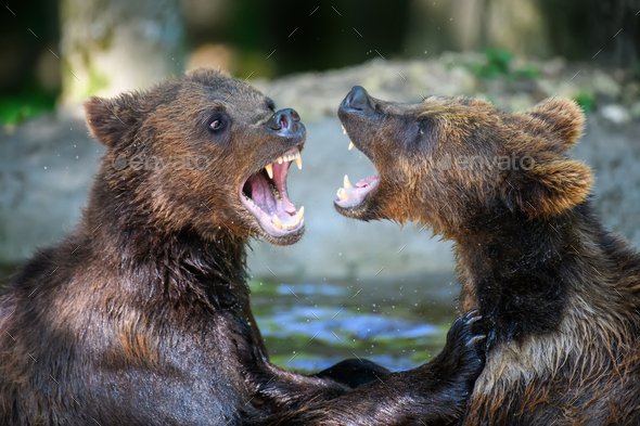 Two Wild Brown Bear play or fight on pond in the summer forest. Animal in  natural habitat Stock Photo by byrdyak