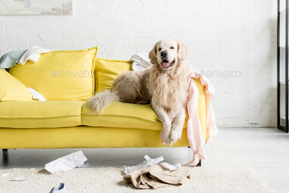 cute golden retriever lying on yellow sofa in messy apartment