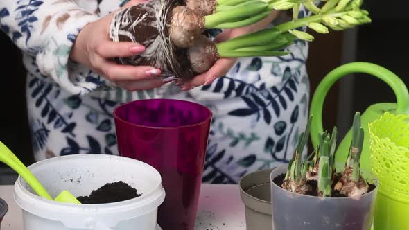 The Woman Transplants The Primroses Into A New Pot. Daffodil Bulbs And Buds Are Visible. Close Up alt
