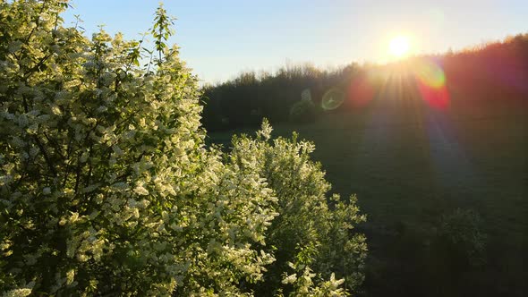 Aerial View of Green Woodland with Fresh Blooming Trees in Early Spring at Sunset alt