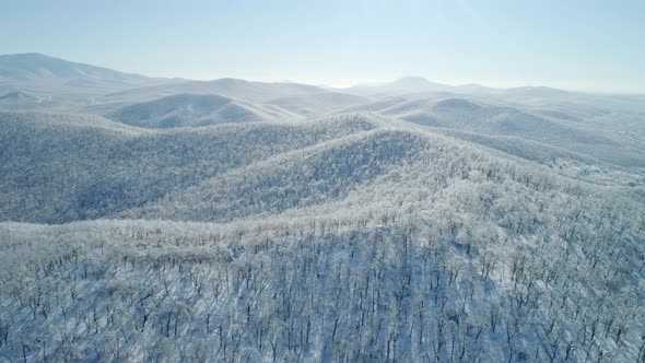 Aerial View of a Frozen Forest with Snow Covered Trees at Winter alt