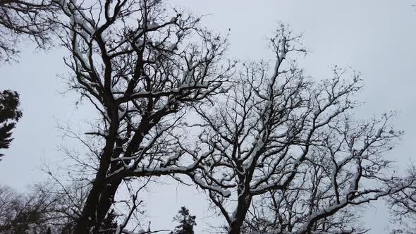 Snowy oak crowns in winter alt