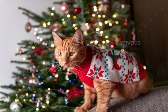 xmas jumper cat