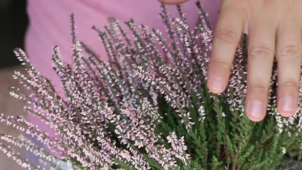 A Man Strokes A Heather Growing In A Pot. Only The Hand Is Visible. Close Up, Slow Motion.