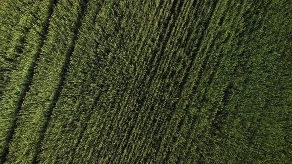 Top-down aerial view of agriculture crop waving on a wind in a countryside