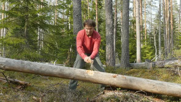 Woodcutter Cuts The Tree With An Axe. Lumberjack Chopping Wood In The Forest. 