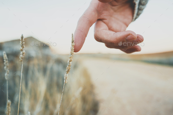 Man's hand touching a fragile spike - Stock Photo - Images