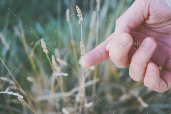 Man's hand touching a fragile spike - Stock Photo - Images