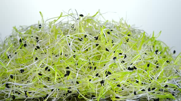 Fresh raw organic Leek seed sprouts on white background rotating close up.