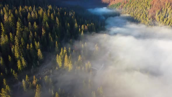 Shooting Fog Over the Forest in the Mountains. Dawn in the Highlands. Aerial Shot