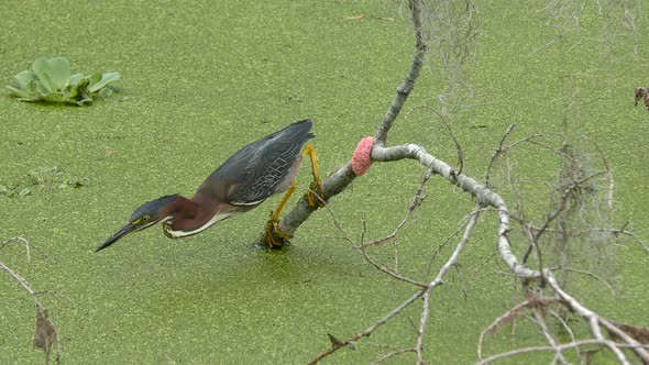 Green Heron Fishing in A Swamp alt