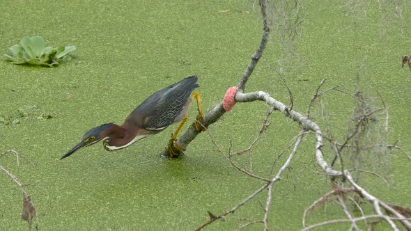 Green Heron Fishing in A Swamp